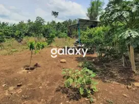 TANAH DI TEGAL JATENG COCOK UNTUK INDUSTRI/ PERUMAHAN