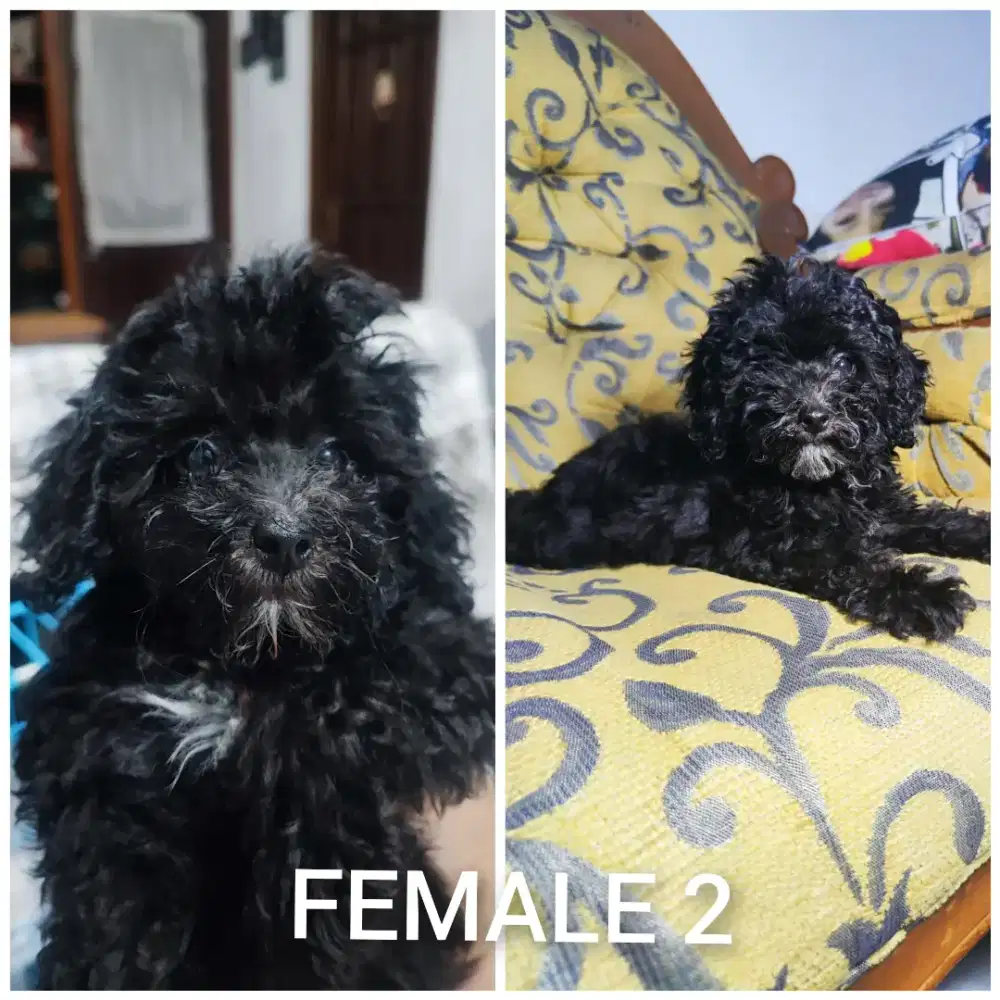 Black w/ marking white toypoodle
