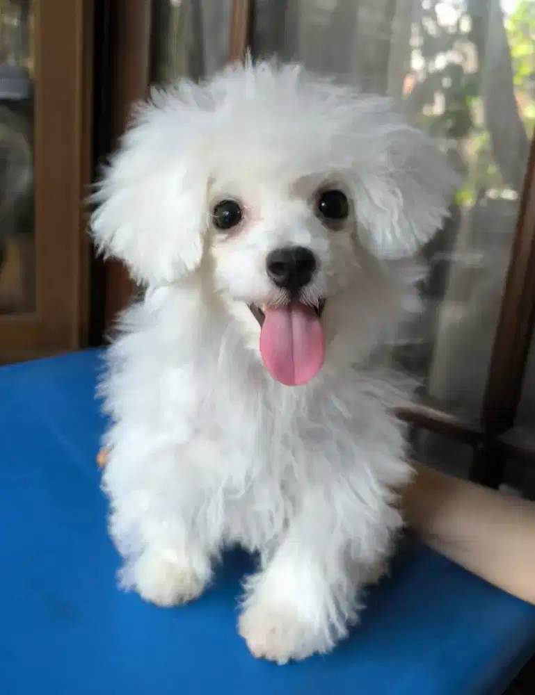 Bichon Frise for Sale