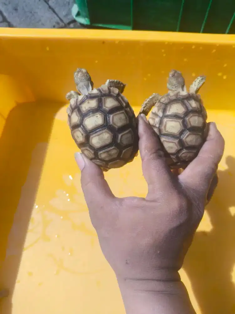 Sulcata thinline dotless 7,5-8cm'an