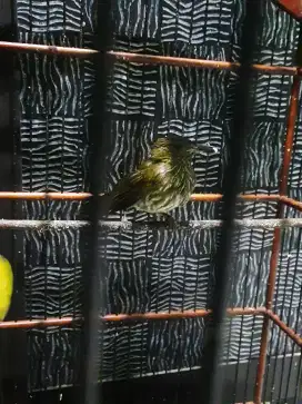 Jual burung siri-siri kecil