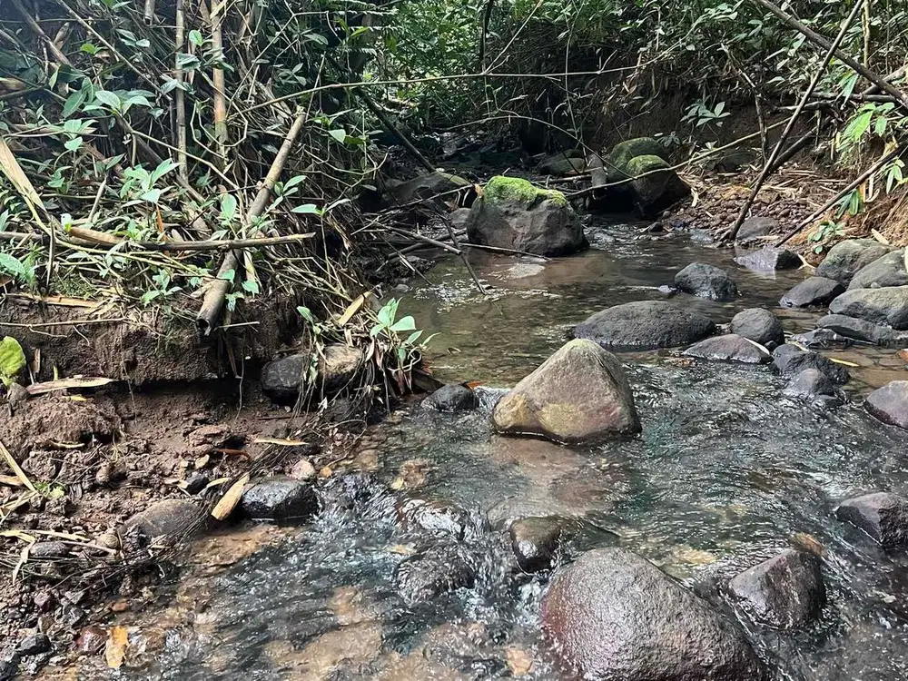 BUC tanah los sungai view jungle cocok untuk hunian atau villa pribadi