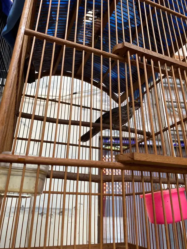 Burung cucok cucak rowo betina