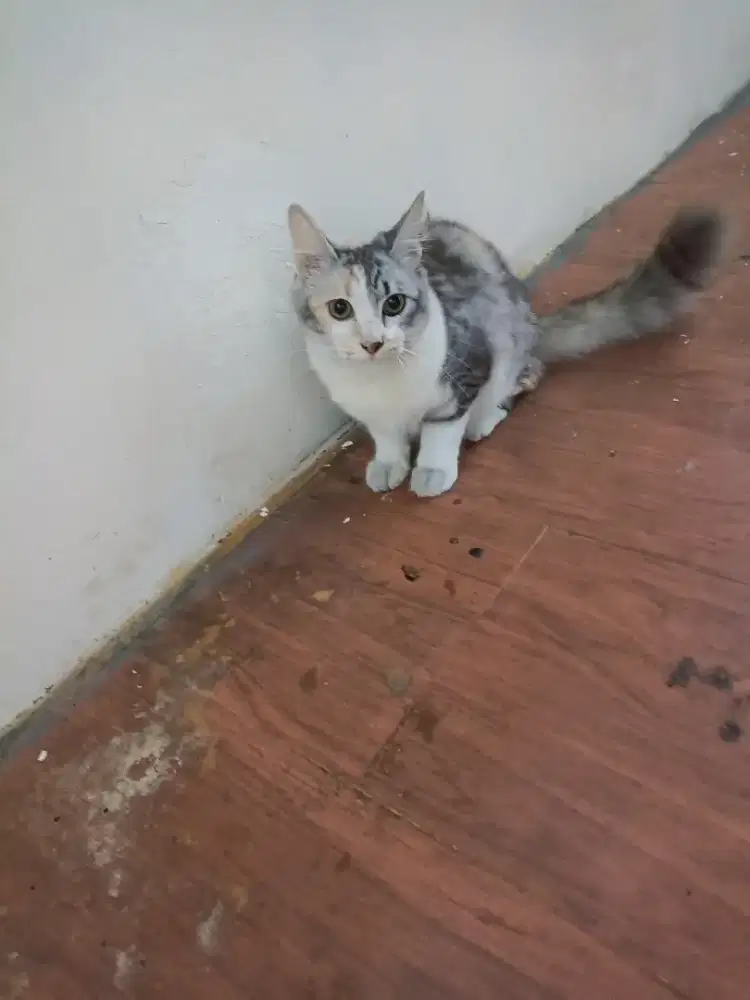 Kucing domestik campuran callico