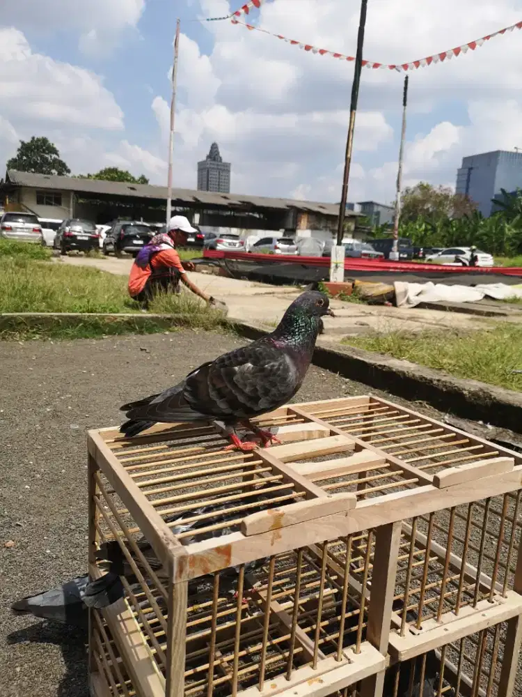 Sepasang Burung dara