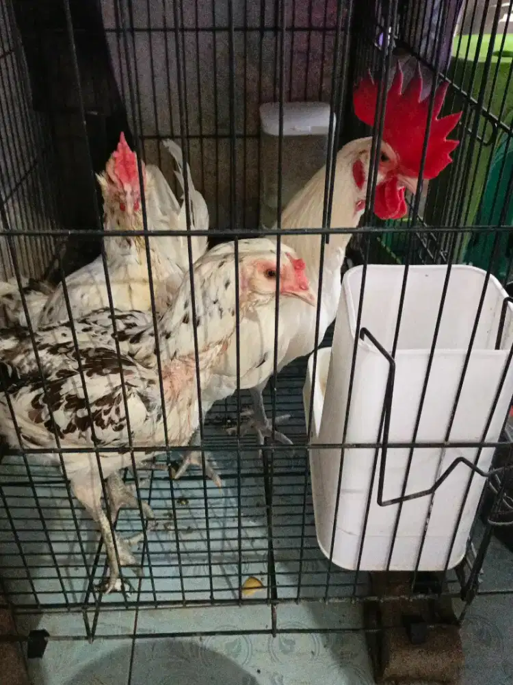 Ayam bangkok pelung