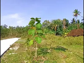 7 Menit Samsat Kulon Progo,Tanah Jogja di Kalikepek