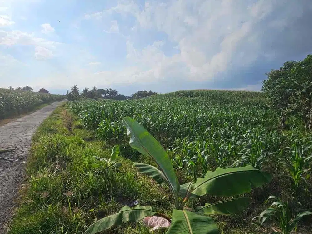 DIJUAL TANAH PLOT KECIL DEKAT PANTAI SUARA OMBAK TERDENGAR KERAS