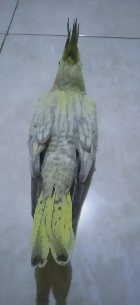 Baby Falk Cockatiel Parkit Australia