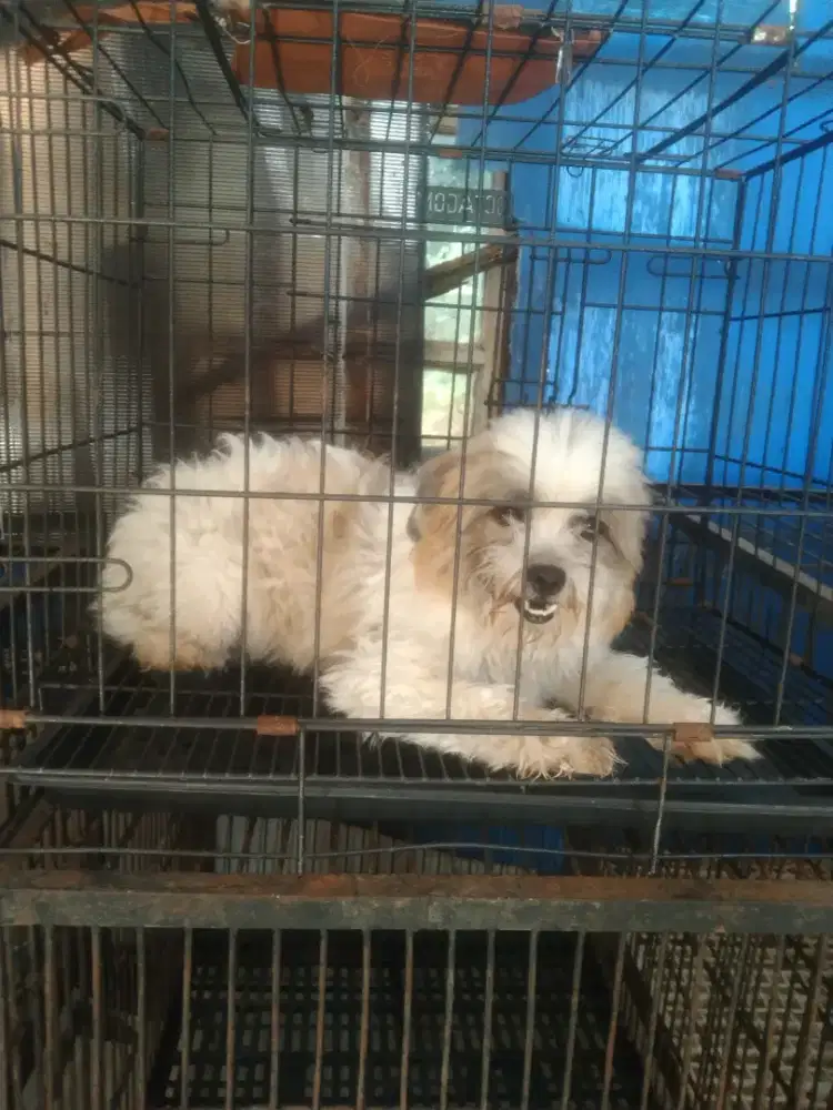 shitzhu betina 11 bulan