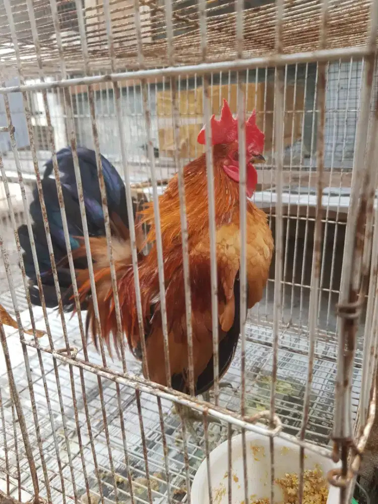 ayam kate jantan