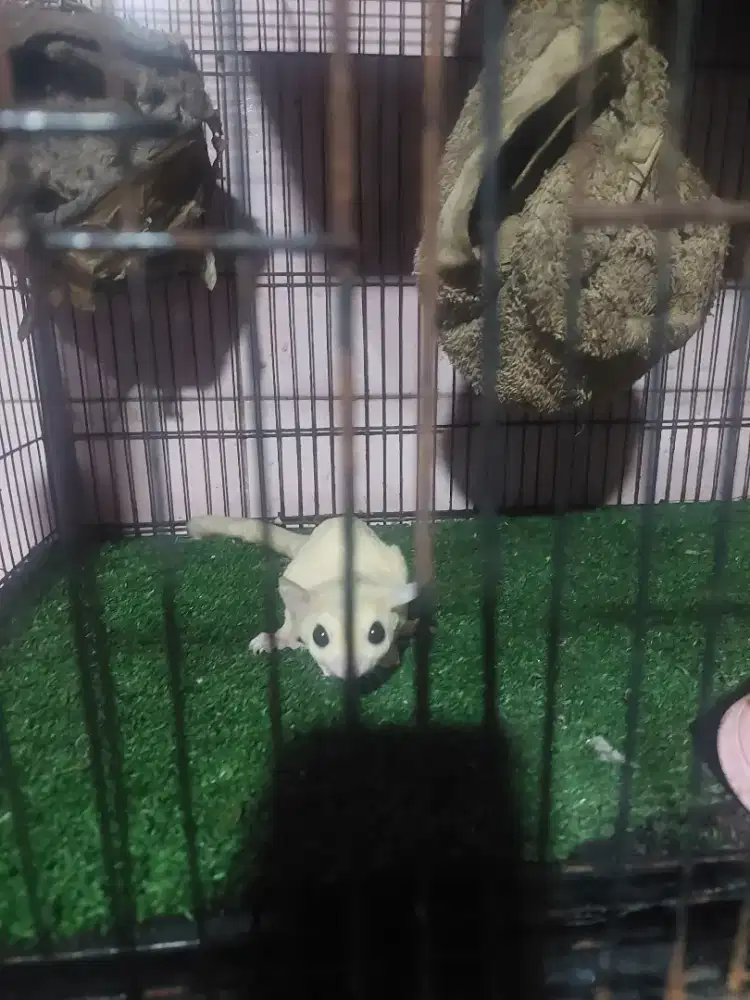 Sugar glider leucustik - sugar glider jantan - sugar glider leu dewasa