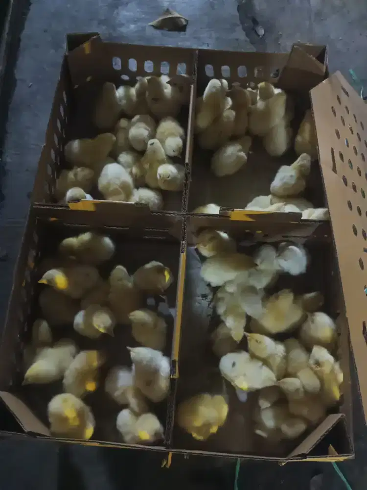 Doc ayam broiler, petelur missouri siap antar