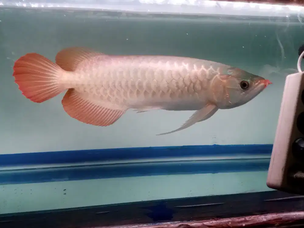 Arwana super red