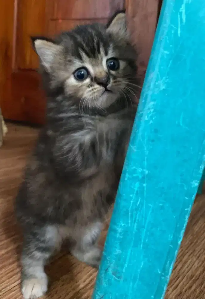 KITTEN PERSIA 2 bulan