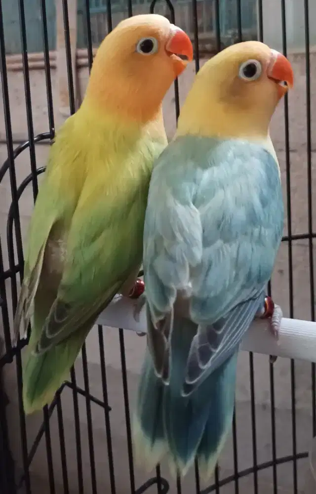 Burung Lovebird love bird Biola Aqua Pied Blue1 x Biola PB Blue paud