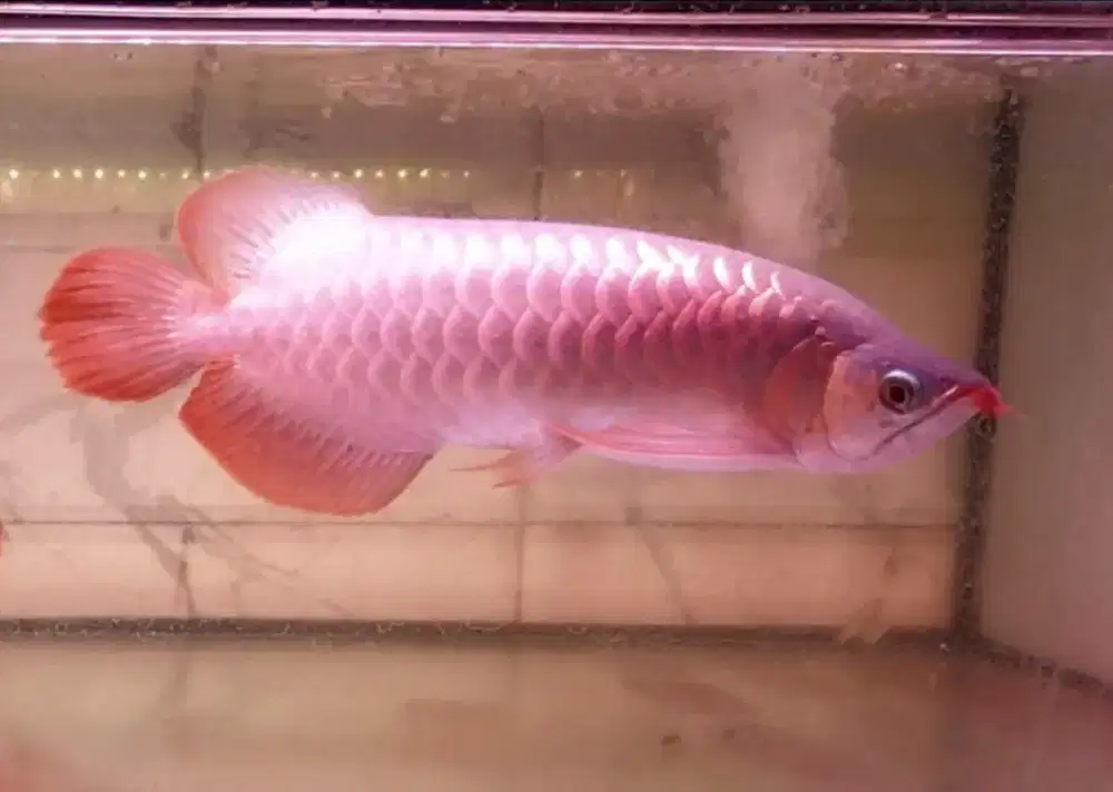 Arwana sr uk 37 cm .