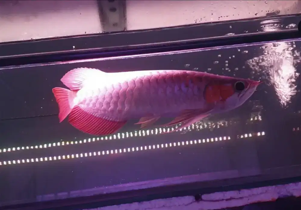 Arwana uk 36 cm .