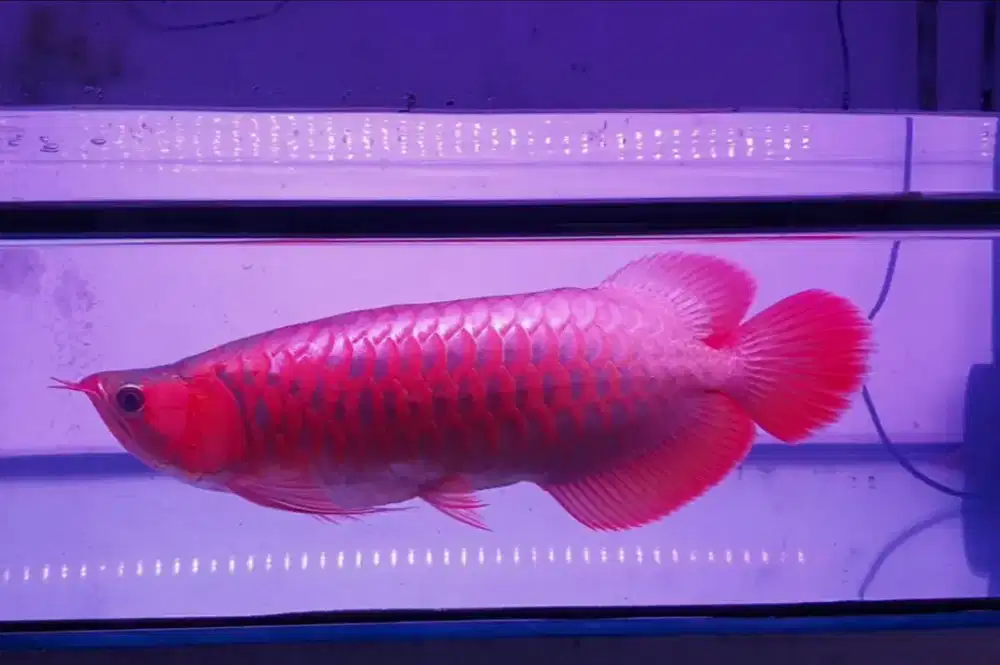 Arwana sr uk 50 cm