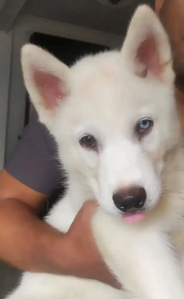 SYBERIAN HUSKY PUPPIES