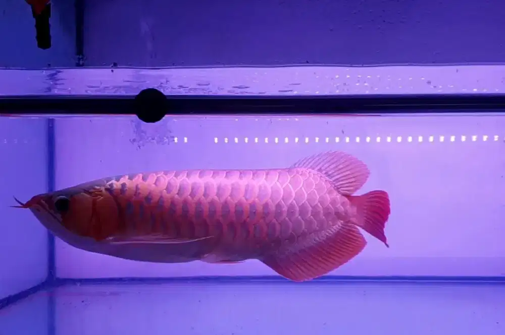 Arwana sr uk 40 cm