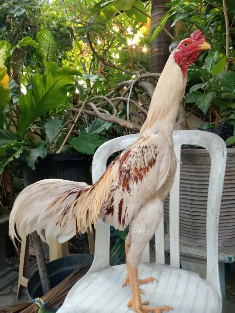 Ayam plucker koytrad semi brakot pukul keras