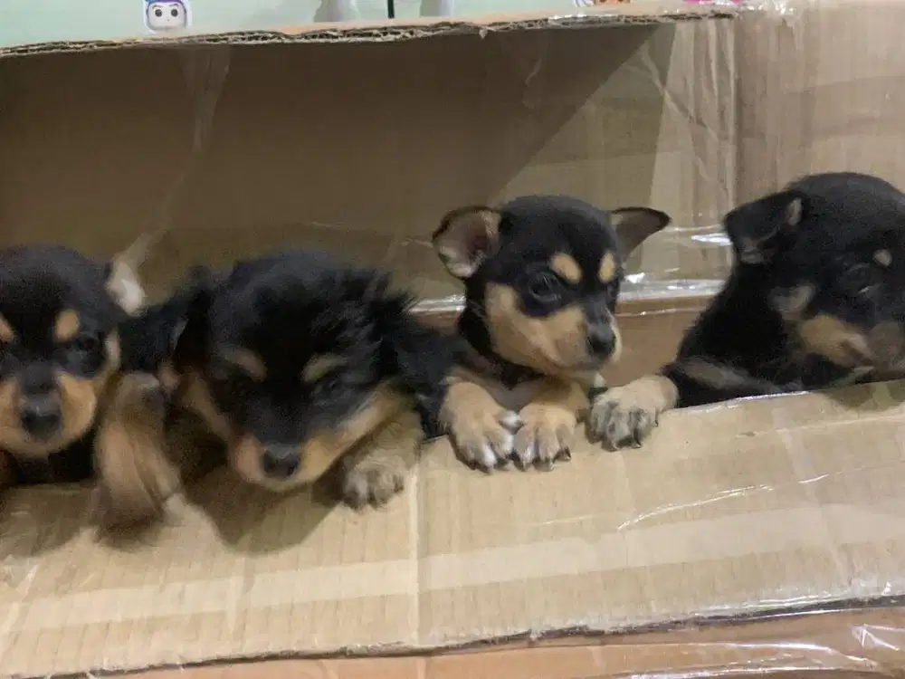 Di Jual anak anjing chihuahua mix 1 bulanan 2 cow 1 cew lucu2 banget