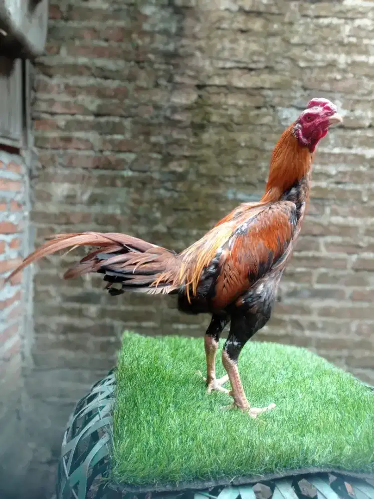 Ayam gondang gondang