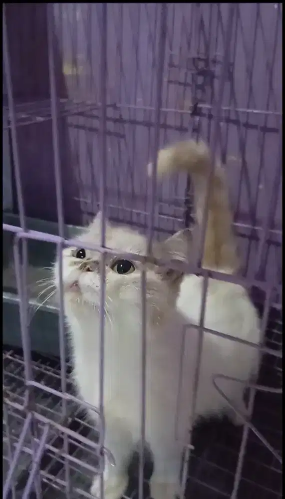 Kucing Exo Betina Gemoy