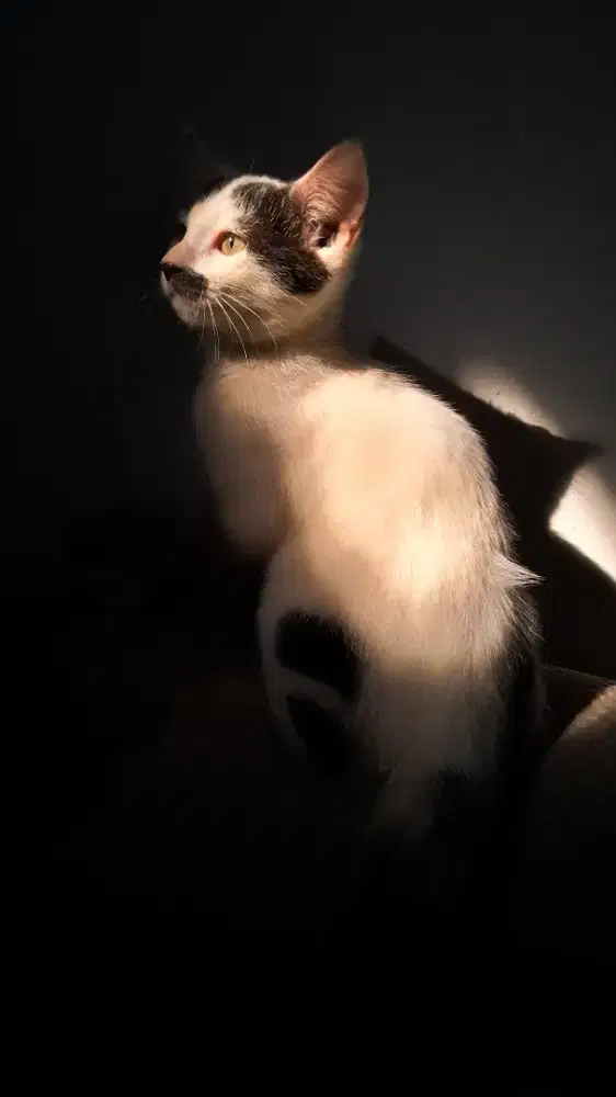 Kucing persia x BSH