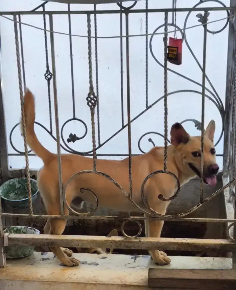 Jual Anjing Jantan Dewasa Subur Mixed