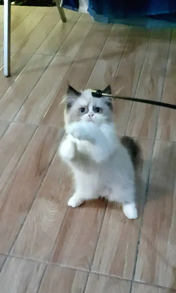 Kucing ragdoll simetris *BSH *Munchkin *Mainecoone *persia