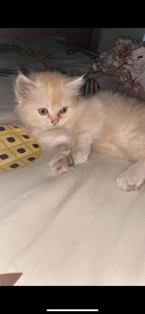 Kitten persmed jantan