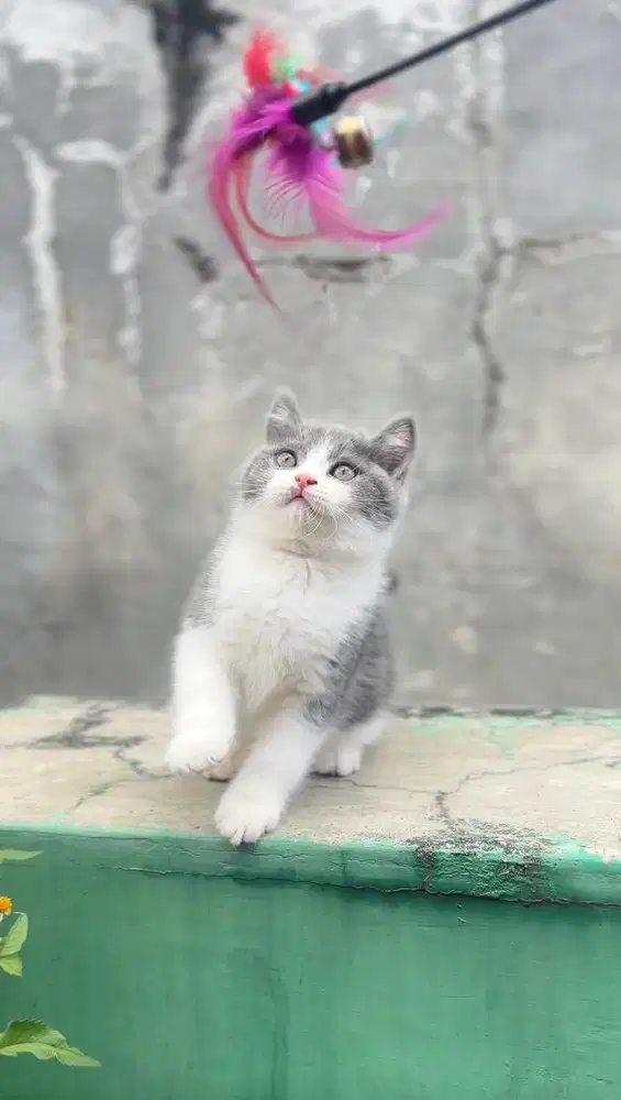 British Shorthair (BSH)