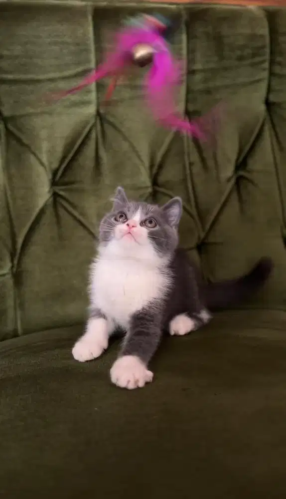 British Shorthair (BSH)