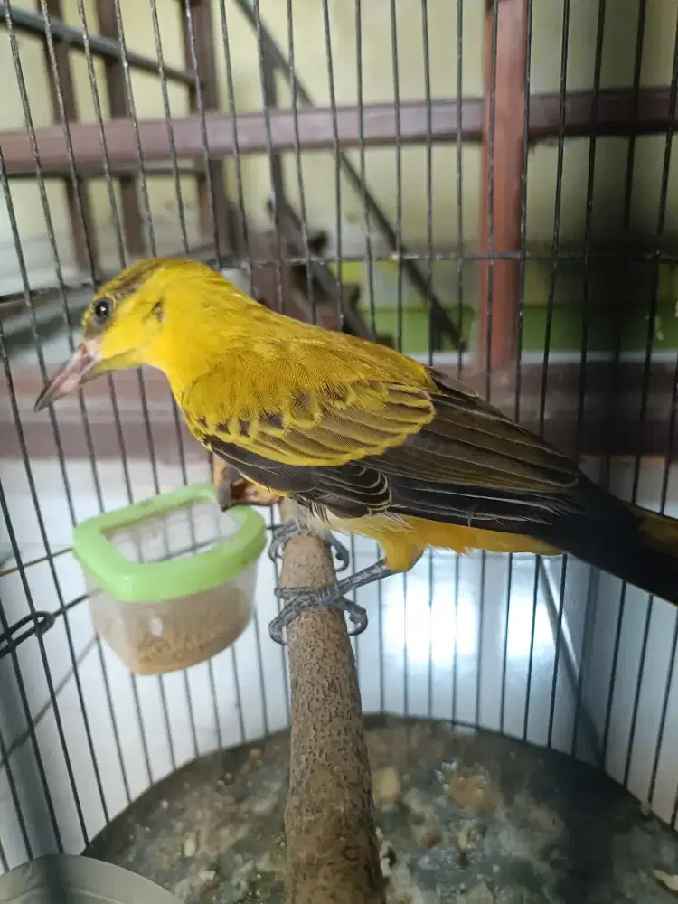 Burung kepodang muda