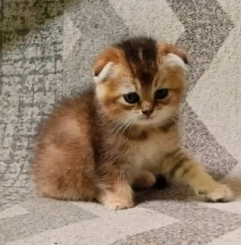 Kucing scottish fold jntan, kucing persia, kucingpeaknose, kucingexo