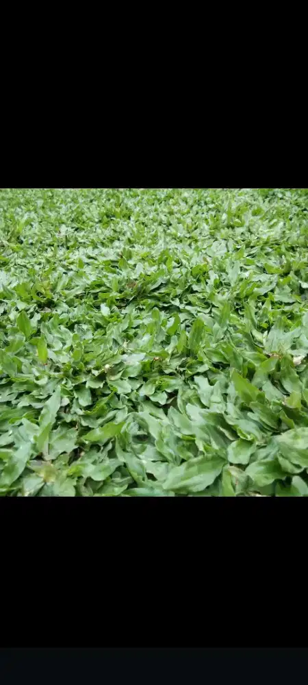 Rumput gajah mini super