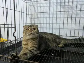kucing scottish fold jantan 10 bulan an