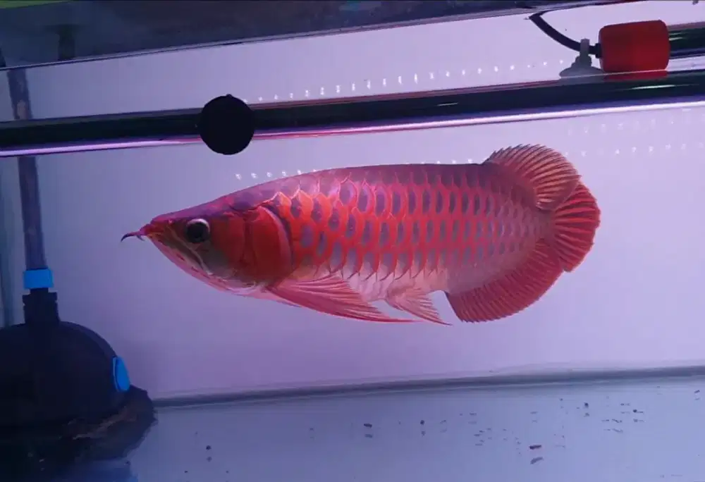 Arwana sr 40 cm .