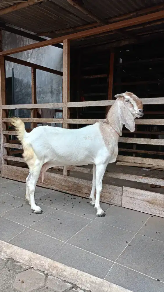jual kambing domba aqiqah, paket aqiqah, kambing hidup / potong cacah.
