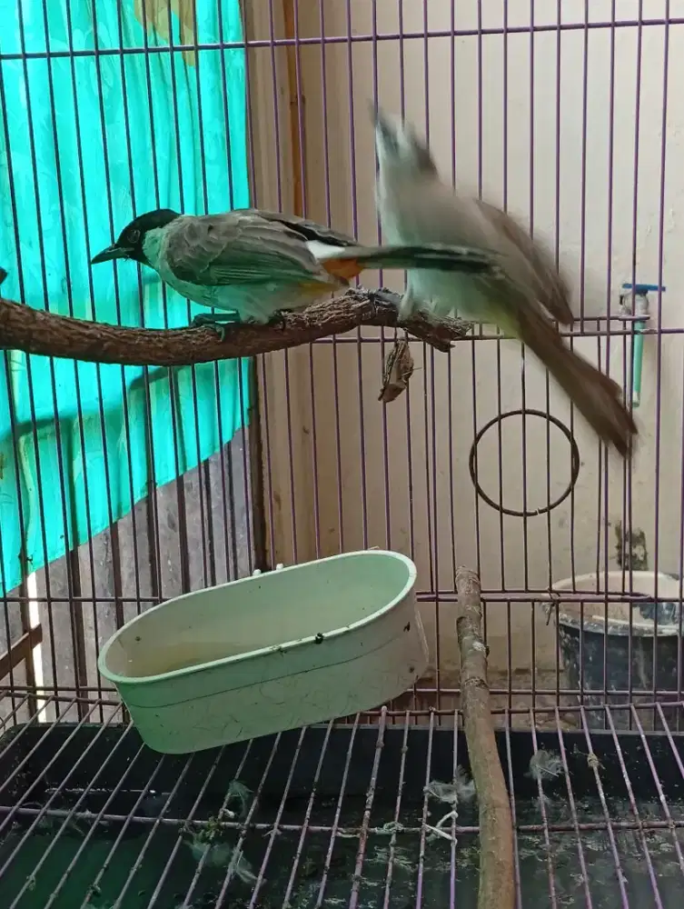 Burung krocokan, kutilang Murah