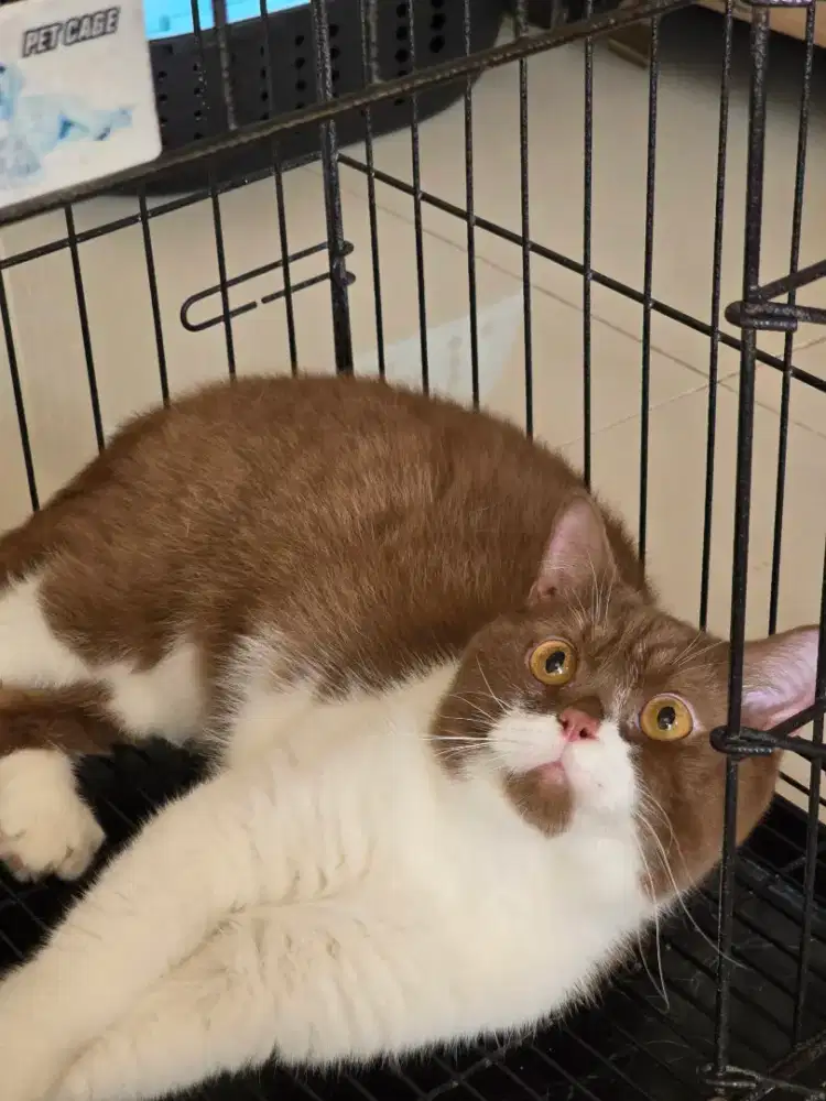 Kucing british shorthair bsh cinamon bico