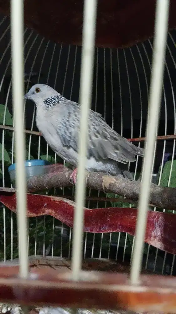 Tekukur Warna Silver Murah