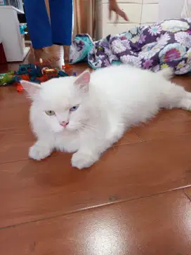 Open adopt kucing Persia putih jantan usia 3,5 tahun, mata odd eye