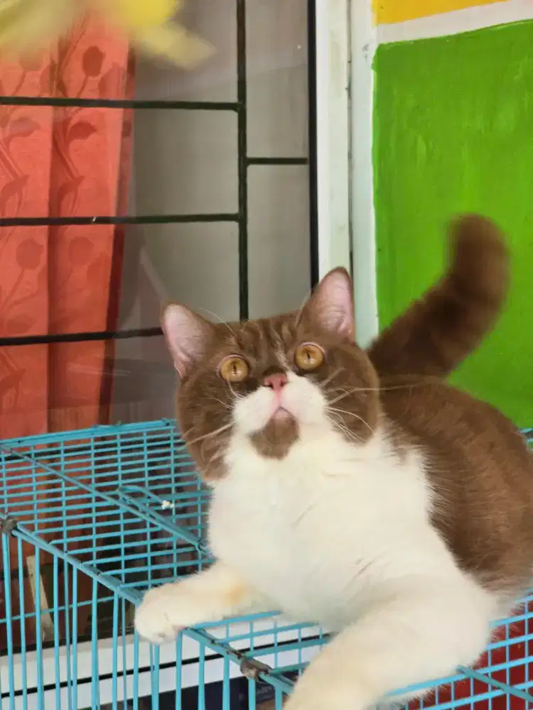 Kucing british shorthair bsh british shorthair