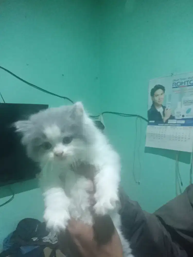 kucing persia medium