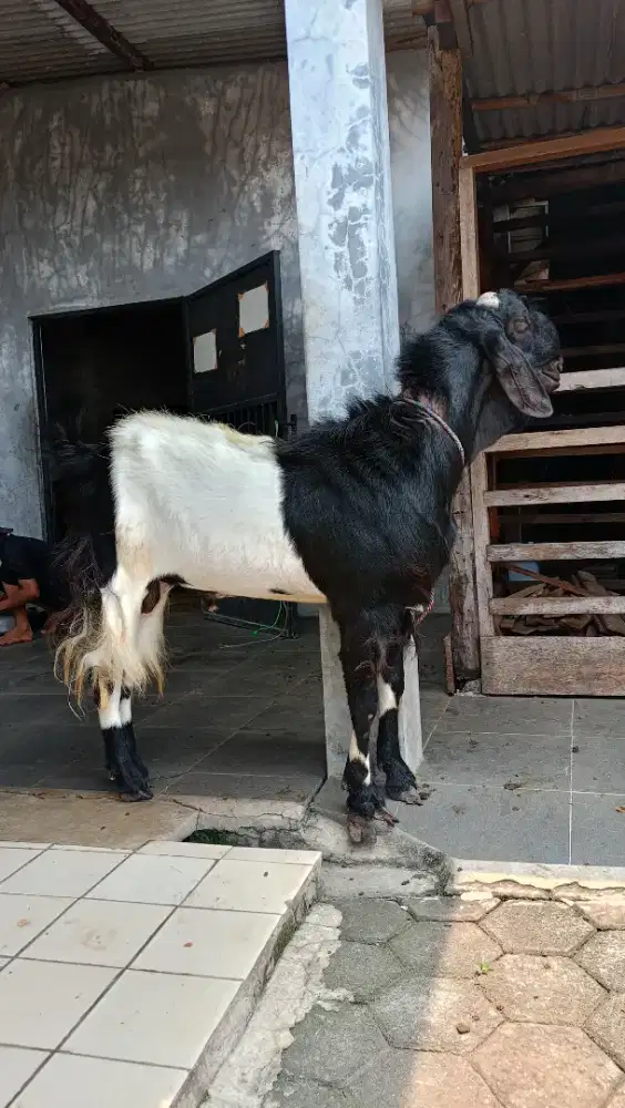 jual kambing domba aqiqah, paket aqiqah, kambing hidup / potong cacah.