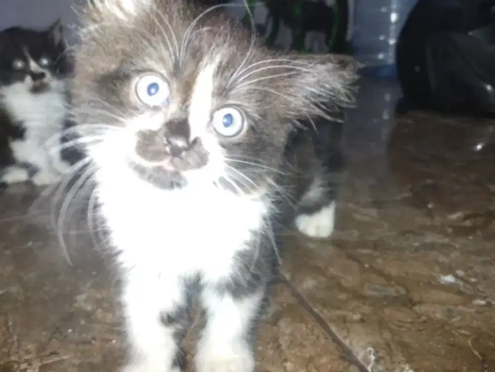kandang kucing anggora