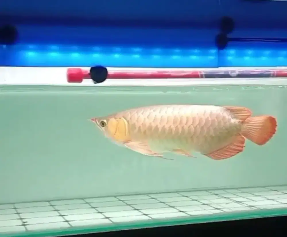 Ikan arwana super red 1 set dgn akuarium